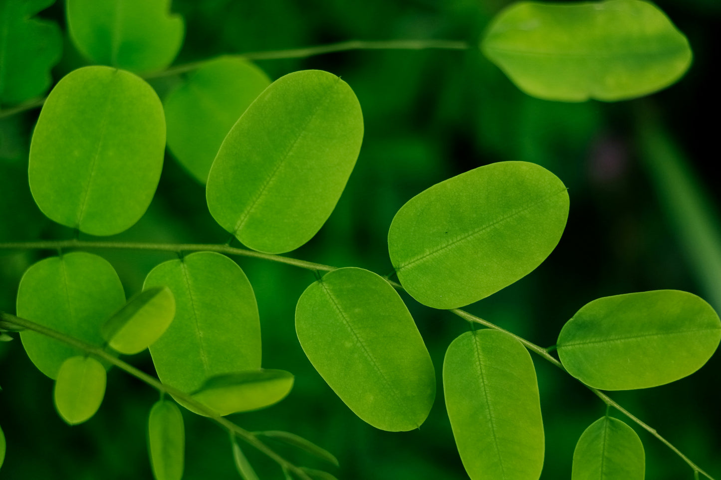 HUILE DE MORINGA