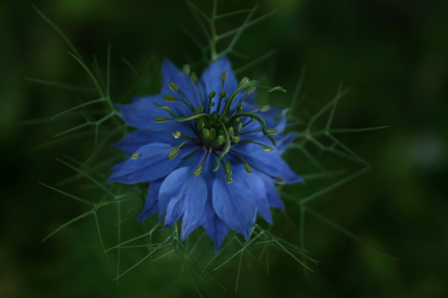 HUILE DE NIGELLE