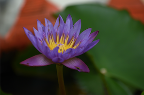 L'ABSOLU DE LOTUS BLEU