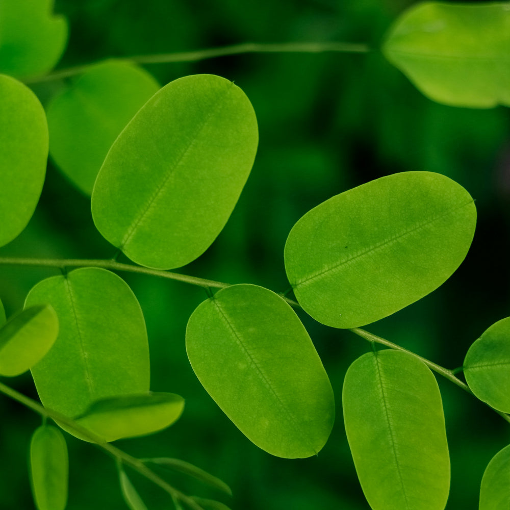 HUILE DE MORINGA
