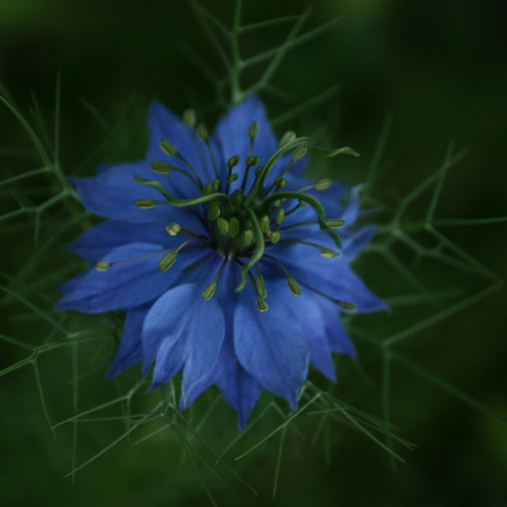 HUILE DE NIGELLE